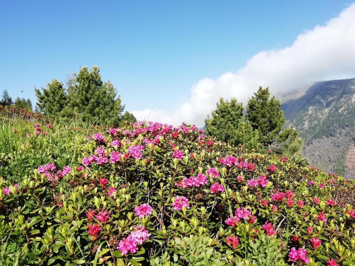 Dolomites B&B - Suites, Apartments And Spa Tesero Eksteriør billede